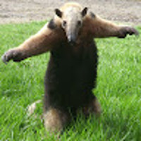 gordude