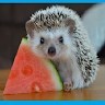 hedgespark