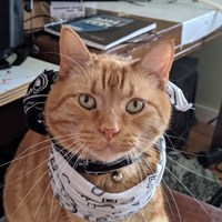 itgurukitty