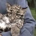 leopard72