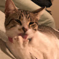 lunadacat