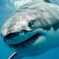 marktheshark311