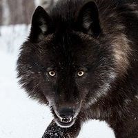 massigriso