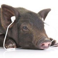 maxcilauro