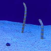megaworm