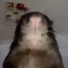 sadcat13