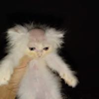 sefybuns