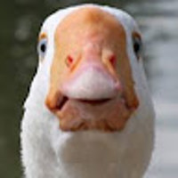 totallynotaduck