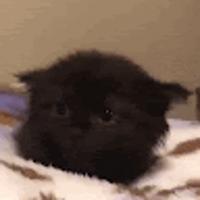 wobblewobble