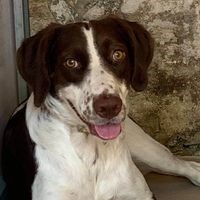 zebdog